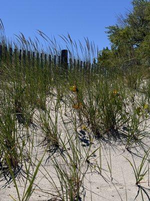 Cozy fence view on the beach