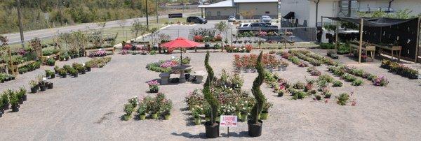 Perennials, annuals, shrubs trees and landscaping plants