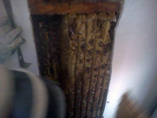 The honeybees definitely packed a lot of honeycomb into this wall.