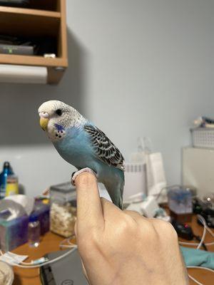 Parakeet