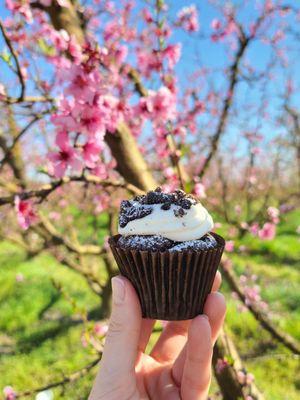 oreo cupcake! cake was moist and delicious, but the icing a bit too sweet