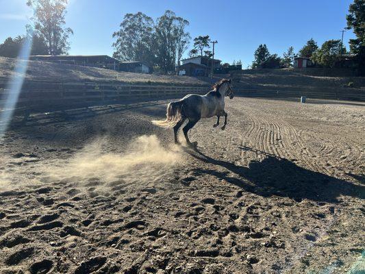 My stunning, gorgeous, beautiful, healthy, sweet and playful horse from Horse of My Dreams.