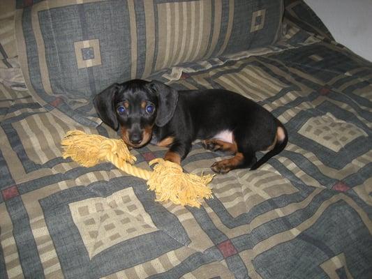 Toby 7 wks old. Vet Charlie said he was healthy. He's 6 now and still goes to Kingsbridge for his checkups.