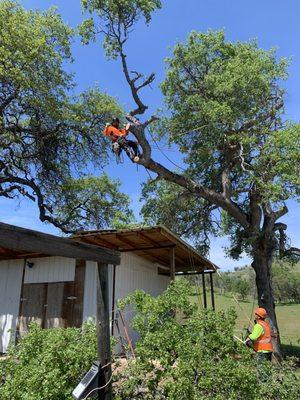 trinity tree service