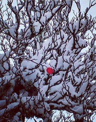 Campus has some gorgeous scenery from the snow storm last month.