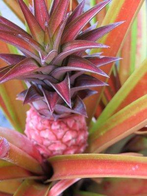 A baby pink pineapple!  The red pineapple (Ananas bracteatus) is an ornamental grown for its pretty striped leaves and decorative fruit.