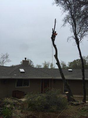 Oak removal near home