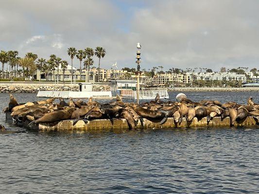 Sea lions hanging in their pad with their harem