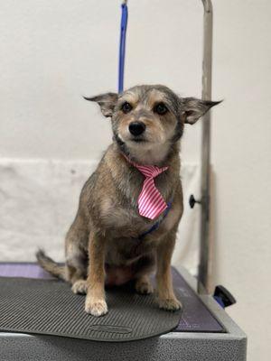 Baby girl in her pink striped tie. Ready for Thanksgiving dinner.