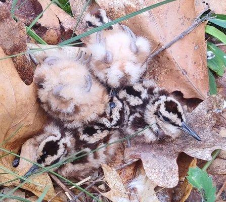 FIVE baby woodcocks!