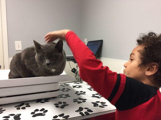 Wonderfully friendly staff helping Tiger with annual shots.