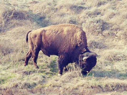 Close encounters with Bison.  Zoom was not used.