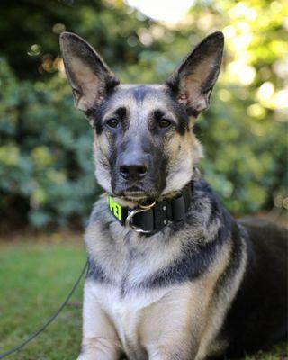 Chico looking handsome during training