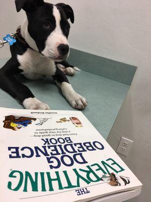 Boning up on his manners while dad shamelessly plugs his sister's book on dog obedience! (The Everything Dog Obedience Book)