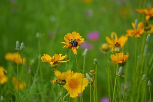 Eberwein Park Native Prairie