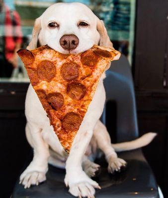 Even Dog Likes our Pepperoni Pizzas :)