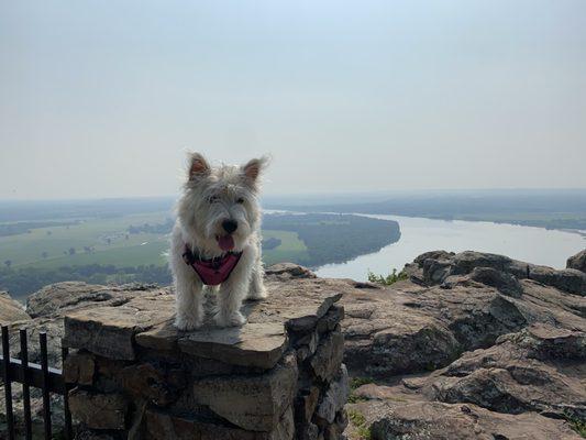 Stout's Point Overlook. And a Westie.