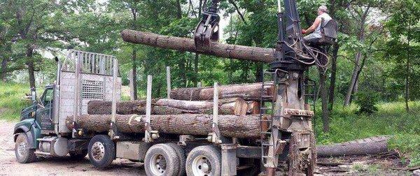 We'll haul your downed trees to our processing center for conversion into lumber.