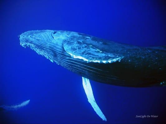 Humpback Whales Watching Hawaii