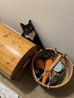 Beatrice at one (of her two) toy baskets when she was feeling better-I am confident she will be back to this soon!