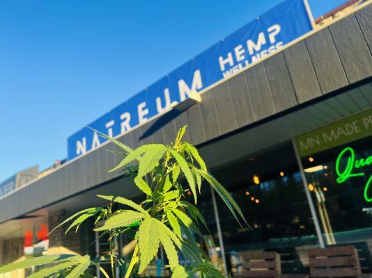 Welcome to Natreum Hemp!