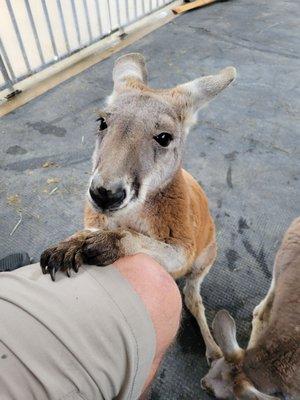 Kangaroos!