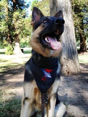 One of our clients 'Olga' sporting our new K9TS bandanas!