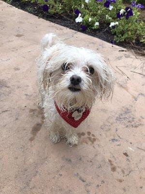 Went swimming in his bandana he got from the market at dat dog  very durable! Loved that vendor!