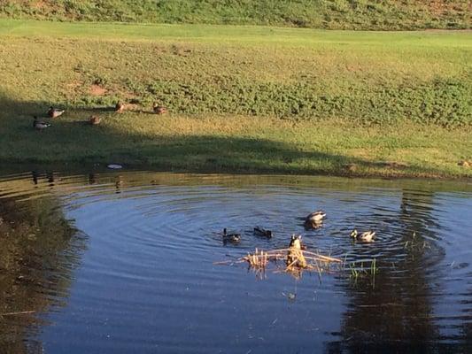 Ducks enjoying their pond.