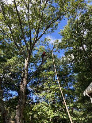 Tree trimming branches over the roof