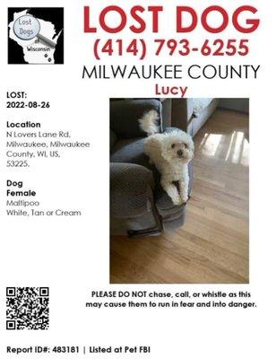 Missing dog. Lucy.