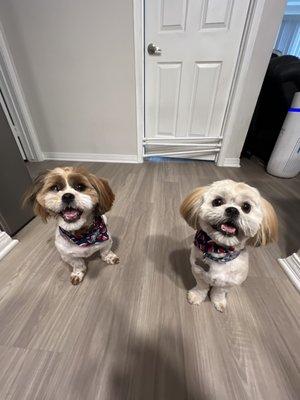 My freshly groomed boys