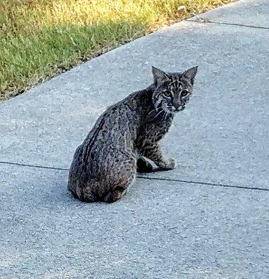 Ocelot on trail