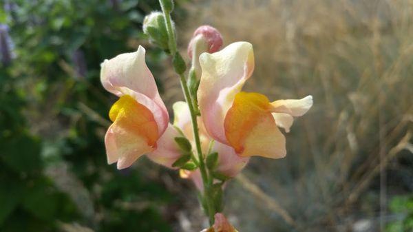 There is a really beautiful garden outside of the office. Take time to stop and smell the flowers!