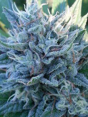 Blue Dragon genetics available! Blueberry X Sour Diesel