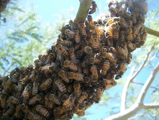 A recent valley swarm job, photo taken by Derek Abello, all natural organic beekeeper, owner of Abello Bees (www.abellobees.com)