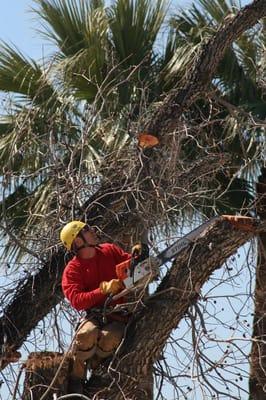 Liberty Tree Experts