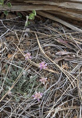 Wildflowers