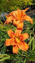 Exotic Orange Daylily