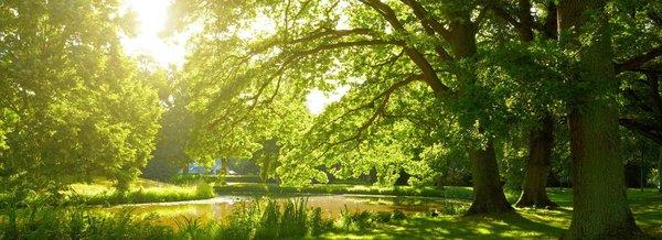 B A McGuire Tree & Landscape