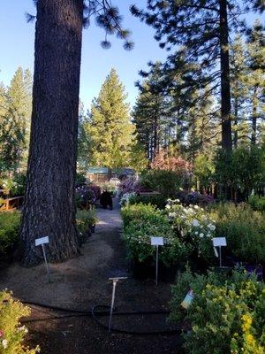 Grass Lake-Tahoe Outdoor Living Nursery