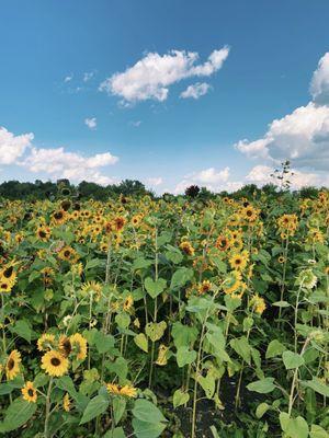 Sunflower fields