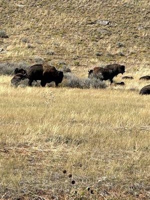 Buffalo nearby