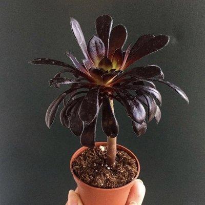 A lovely black rose succulent. It's the only place I've found them!