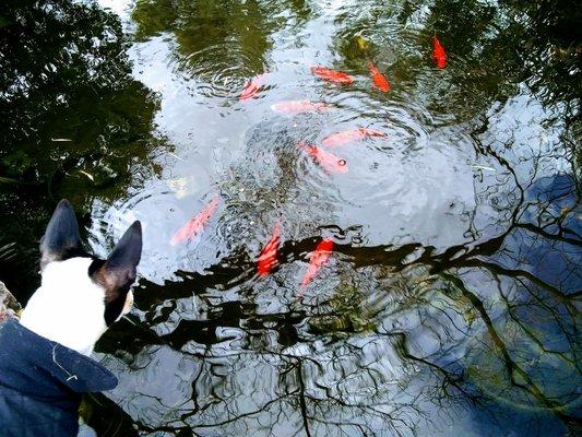 2 beautiful ponds to seat near and watch the fishes and turtles.