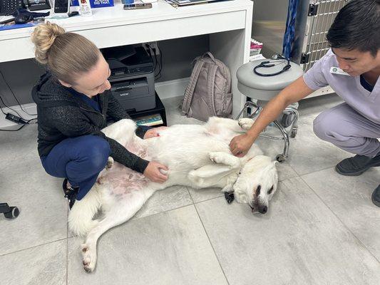 Sasha lives her belly rubs