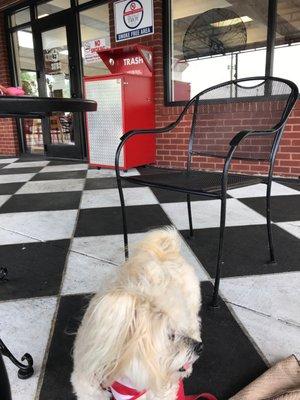 Brewster enjoying the patio at Firehouse.