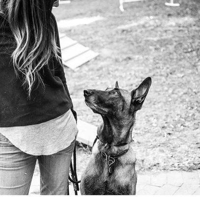 Working Dogs @TheHoundsGrounds Day Training, Group Classes, Advanced OB, Orange County, Dog Sports, Biological Fulfillment, Workshops