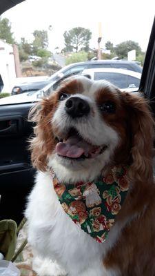 Banner. A Blenheim King Charles Cavalier Spaniel, 10 years old. Male.