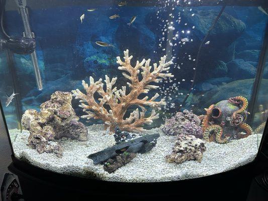 My tank